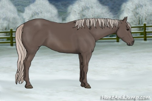 Horse Color: Silver Black Sabino 