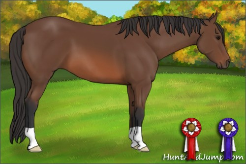Horse Color: Bay 