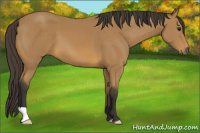 Horse Color:Buckskin 