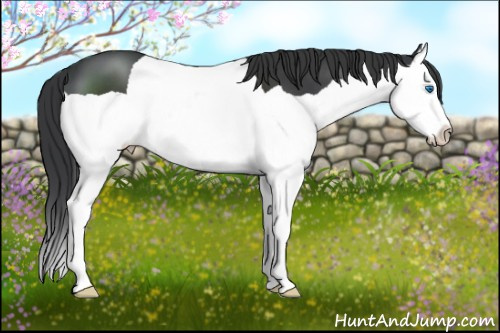 Horse Color: Brown Splash 