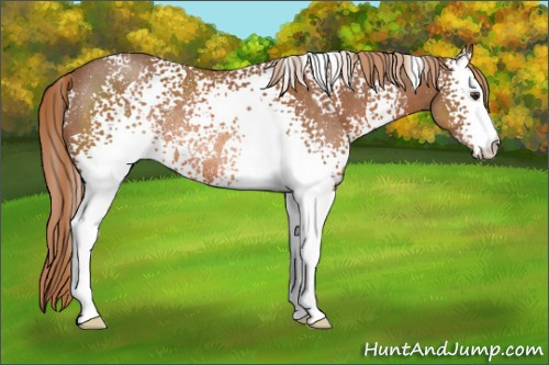 Horse Color: White Spotted Chestnut Rabicano 