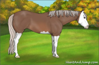Horse Color:Silver Black Splash