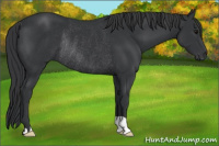 Horse Color:Brown Rabicano 