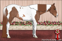 Horse Color:Chestnut Tobiano Rabicano