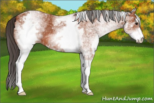 Horse Color: White Spotted Bay 