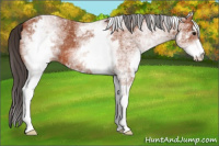 Horse Color:White Spotted Bay 