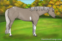 Horse Color:Unknown 