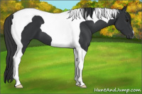 Horse Color:Brown Tobiano 