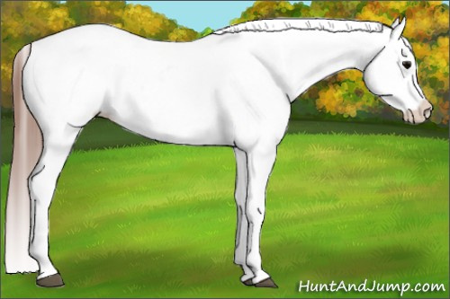 Horse Color: Grullo Blanket 