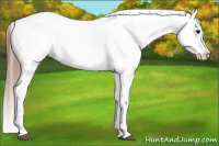 Horse Color:Grullo Blanket 