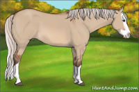 Horse Color:Silver Bay Dun Splash 