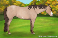 Horse Color:Amber Champagne Roan Frame Rabicano 