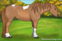 Horse Color:Chestnut Tobiano 