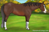 Horse Color:Bay Splash 