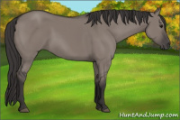 Horse Color:Smoky Grullo 