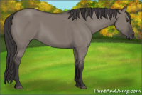 Horse Color:Smoky Grullo