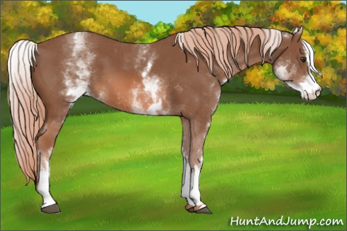 Horse Color: White Spotted Liver Chestnut Sabino 