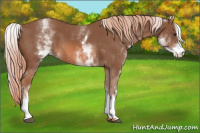 Horse Color:White Spotted Liver Chestnut Sabino
