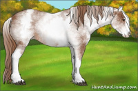 Horse Color:White Spotted Chestnut Sabino
