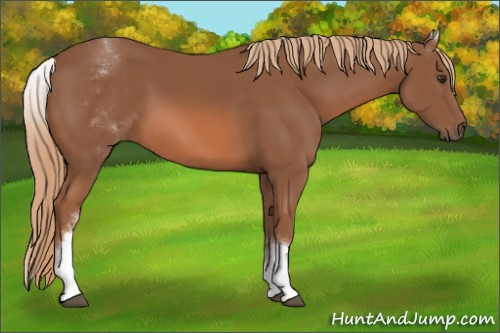 Horse Color: White Spotted Chestnut Sabino 