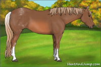 Horse Color:White Spotted Chestnut Sabino