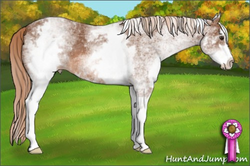 Horse Color: White Spotted Chestnut Sabino 
