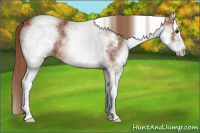 Horse Color:White Spotted Chestnut Sabino