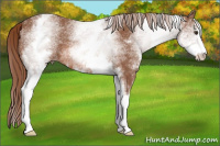 Horse Color:White Spotted Chestnut Sabino 