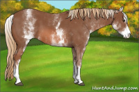 Horse Color:White Spotted Chestnut Sabino