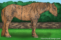 Horse Color:Black  Brindle