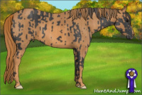 Horse Color:Black  Brindle