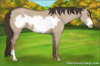 Horse Color:Classic Champagne Dun Frame 