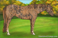 Horse Color:Black  Brindle