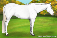 Horse Color:Buckskin Near Leopard 