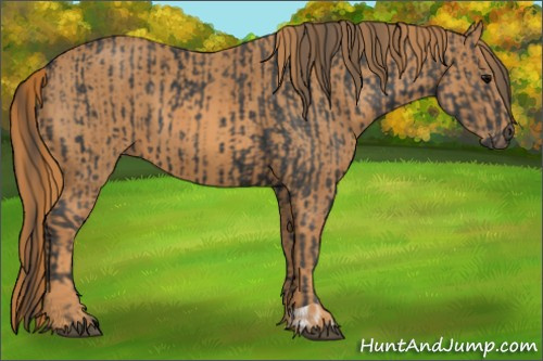 Horse Color: Black  Brindle
