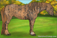 Horse Color:Black  Brindle