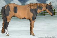 Horse Color:Black  Brindle