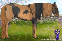 Horse Color:Black  Brindle