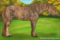 Horse Color:Black  Brindle