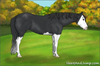 Horse Color:Black Splash 