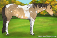 Horse Color:White Spotted Buckskin Tobiano 