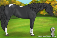 Horse Color:Black Tobiano
