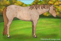 Horse Color:Red Roan