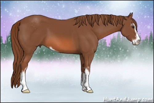 Horse Color: Liver Chestnut Sabino 