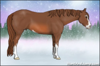 Horse Color:Liver Chestnut Sabino 
