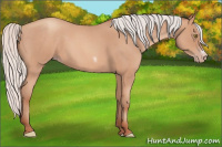 Horse Color:Silver Amber Champagne Roan Frame 