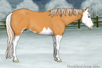 Horse Color:Chocolate Palomino Sabino Splash 