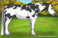 Horse Color:White Spotted Black Splash Frame 