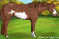 Horse Color:Liver Chestnut Frame 