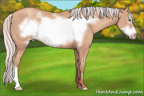 Horse Color: Silver Amber Champagne Frame 